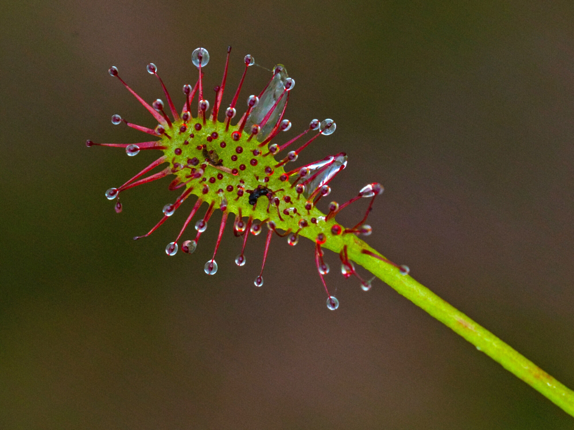 Mittlerer Sonnentau  – mit ihren klebrigen Tropfen fangen sie Insekten