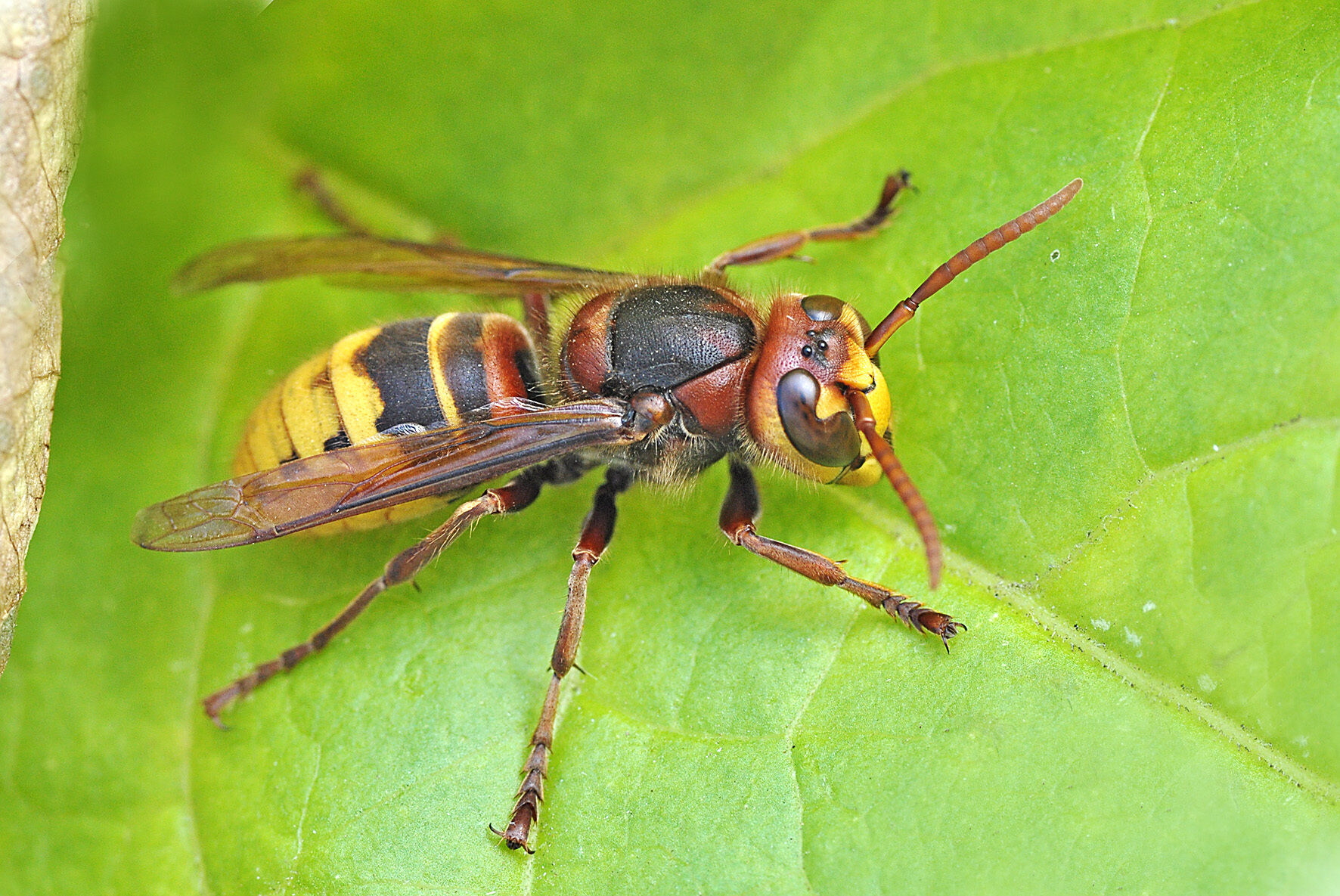 Hornisse Franz-Foto: Günter Rose.jpg 