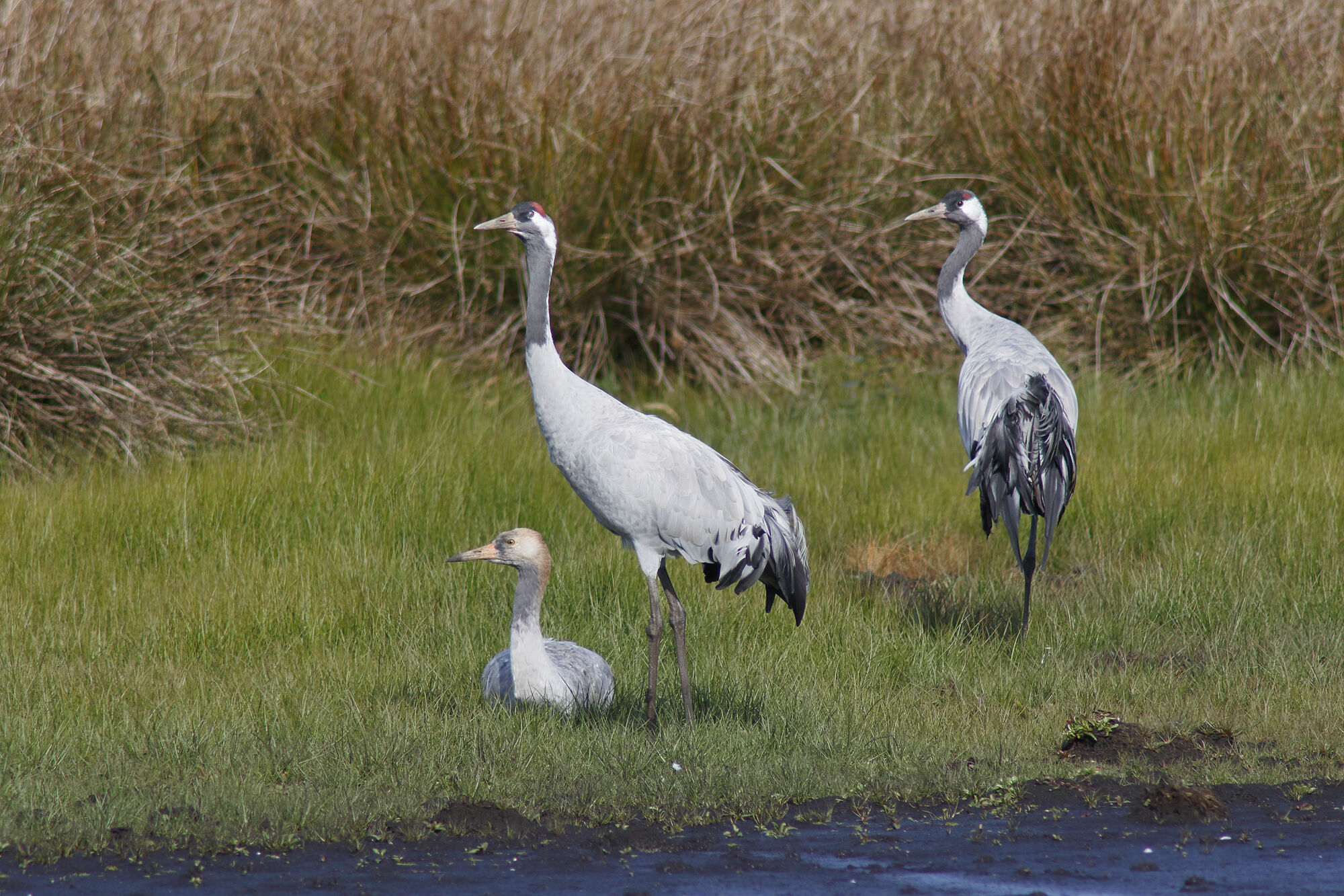 Kranichpaar mit Jungvogel  – typischer Brutvogel in Mooren