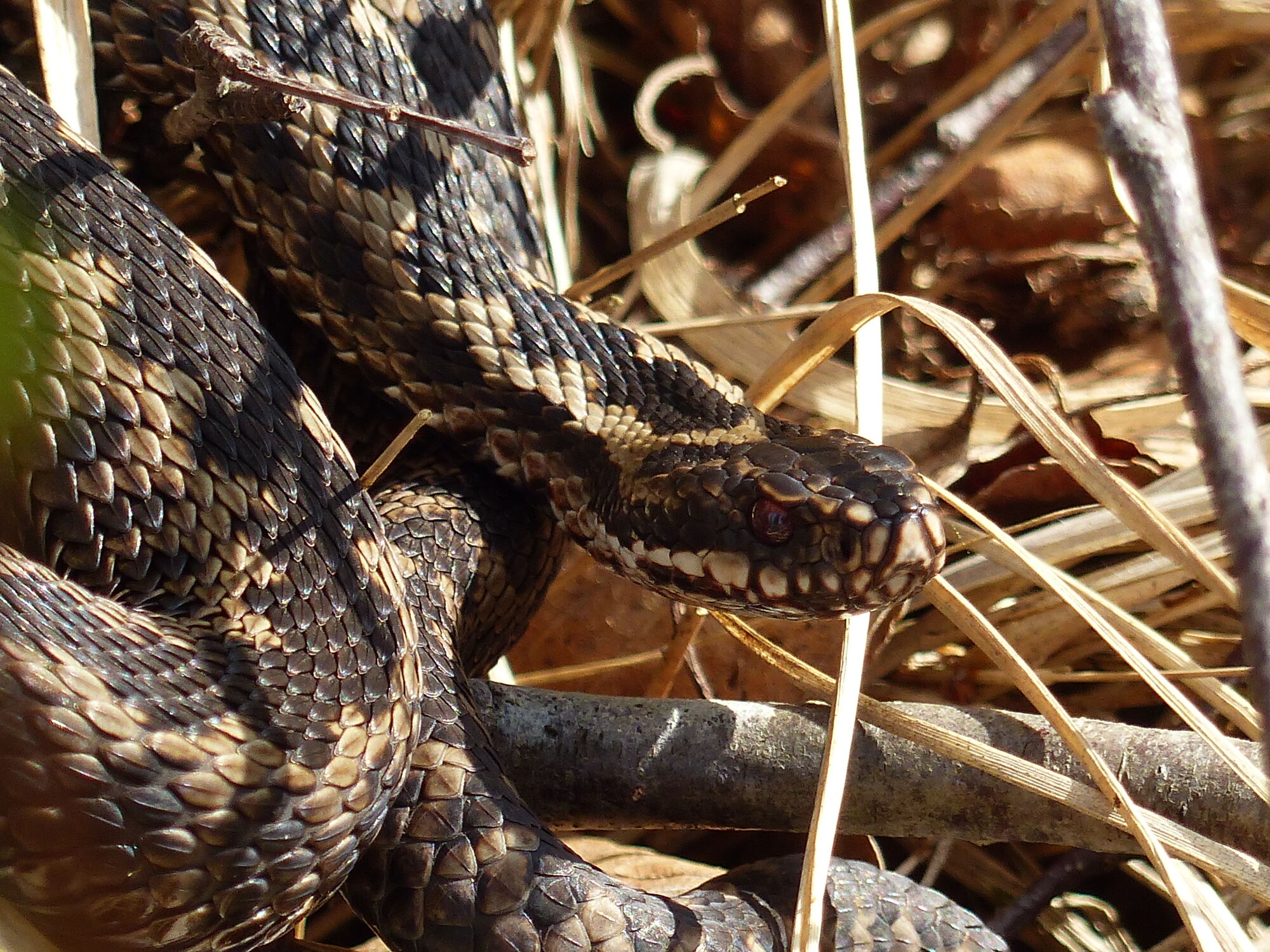Kreuzotter  – fjakjfn fajfka