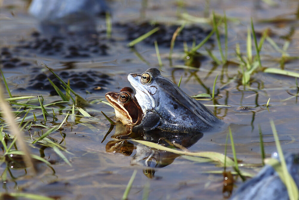 Moorfrosch  – Männchen nur während der Paarung im März blau gefärbt