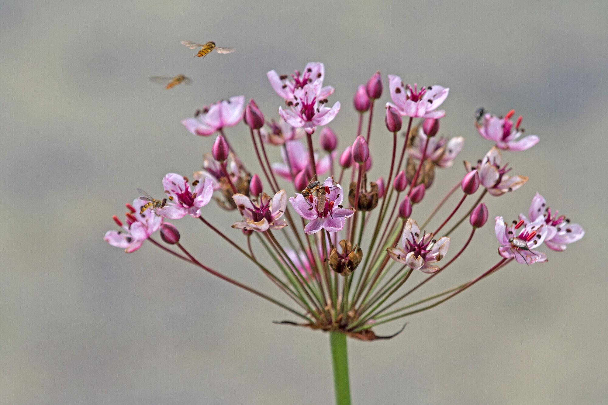 Schwanenblume - Foto: Gerd-Michael Heinze  – wächst in Flussauen und Marschen, die regelmäßig überflutet werden, 
besonders geschützt, 
auf der roten Liste als gefährdet eingestuft