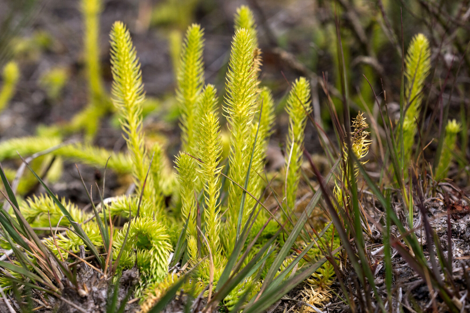 Sumpfbärlapp - Foto: Gerd-Michael Heinze  – wächst im Hochmoor, Bärlapp gibt es stammesgeschichtlich seit 400 Millionen Jahre, extrem selten im Landkreis Stade