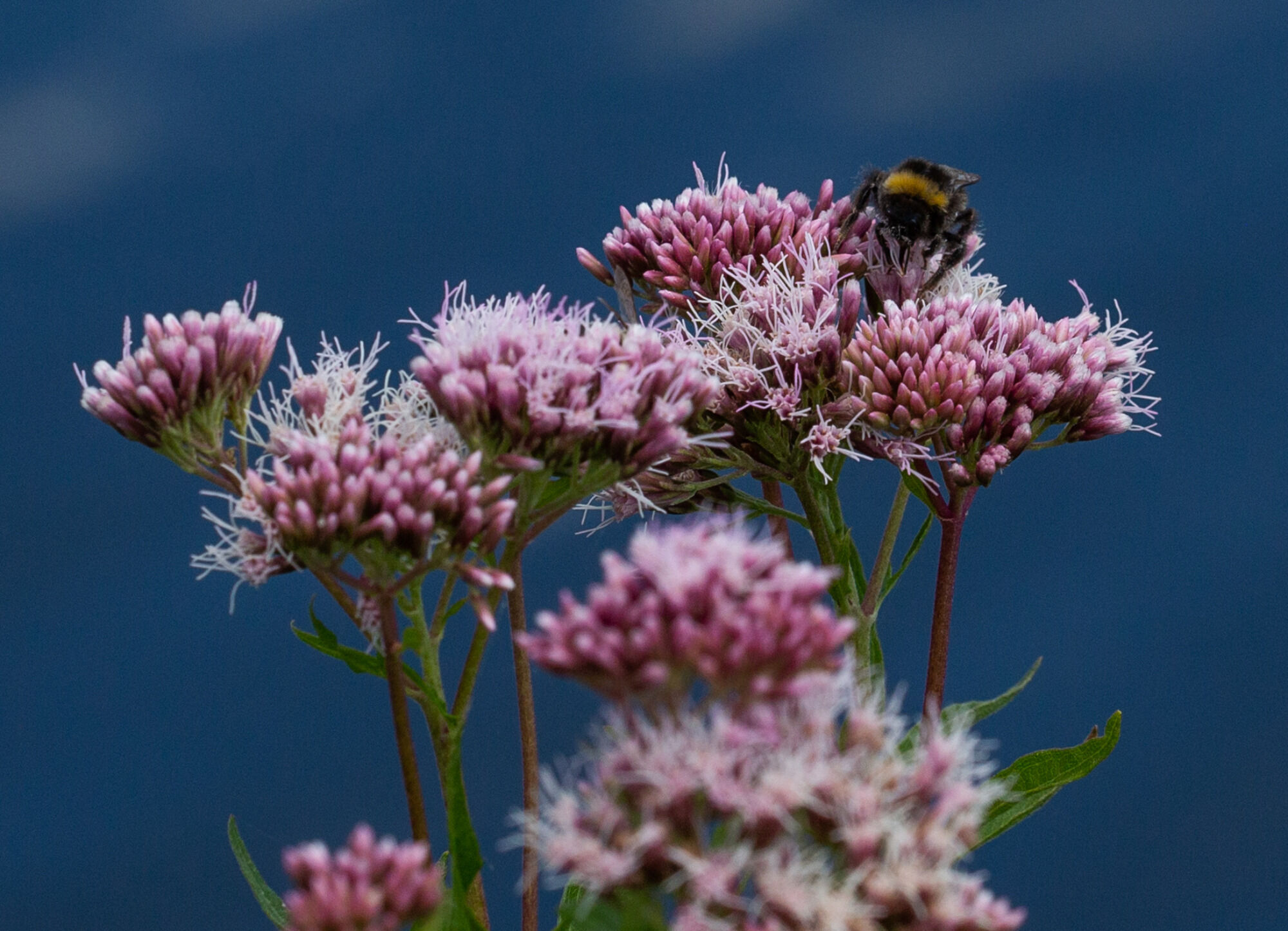 Wasserdost - Foto: Gerd-Michael Heinze 