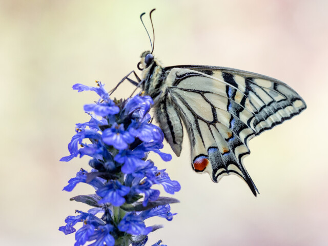 Ein Schwalbenschwanz mit zugeklappten Flügeln an blauen Blüten