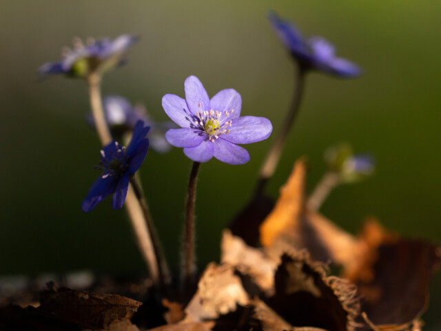Leberblümchen