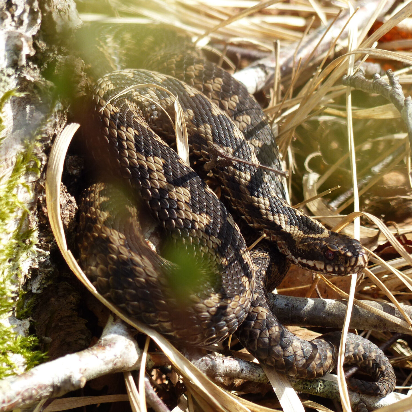 Kreuzotter (Foto: Name) – Alt-Text