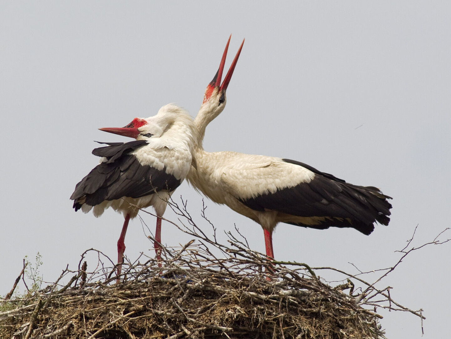 Zur Begrüßung des Partners klappern die Weißstörche - Foto: Hans-Joachim Schaffhäuser