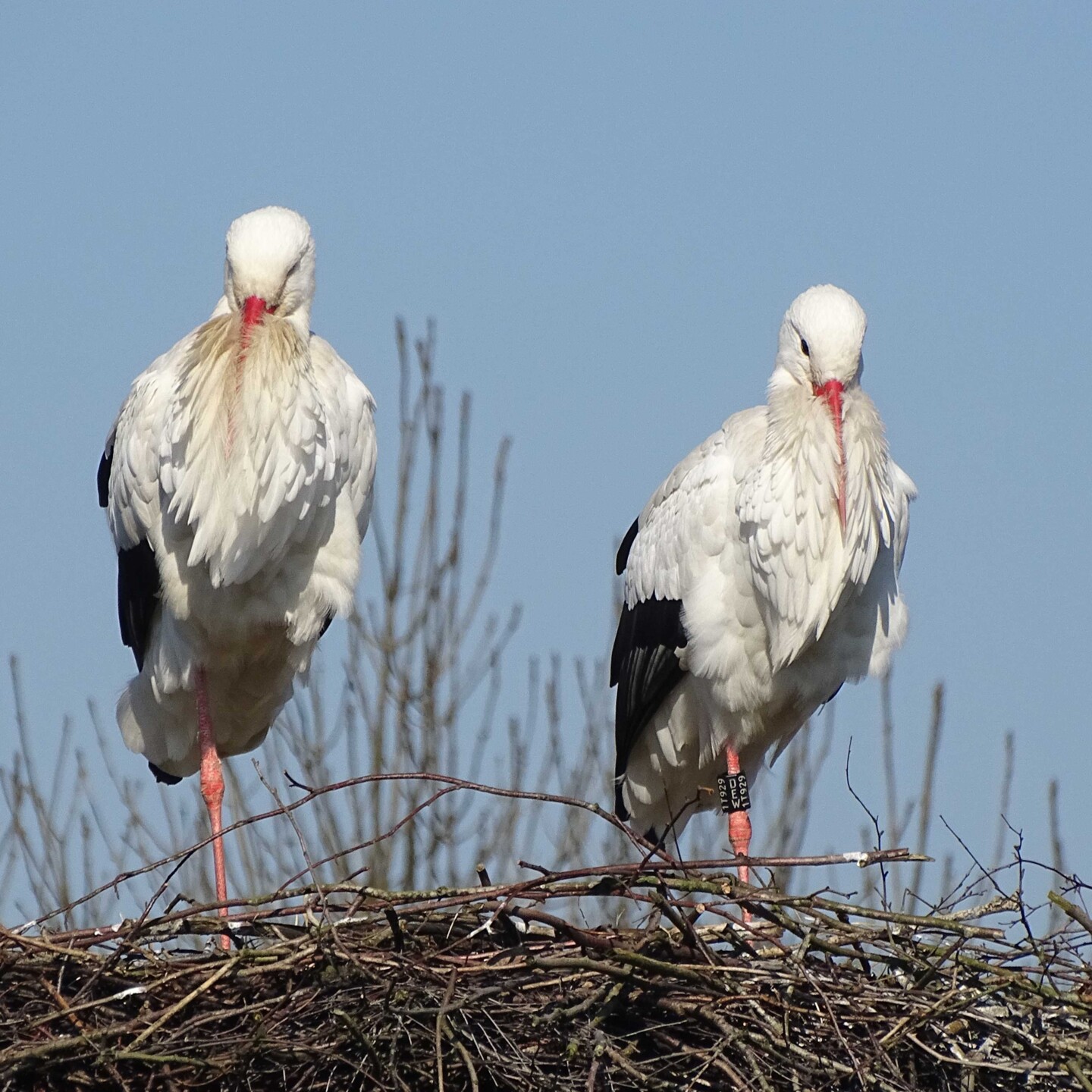 Storchenpaar in Harsefeld - Foto: Kathrin Warnat