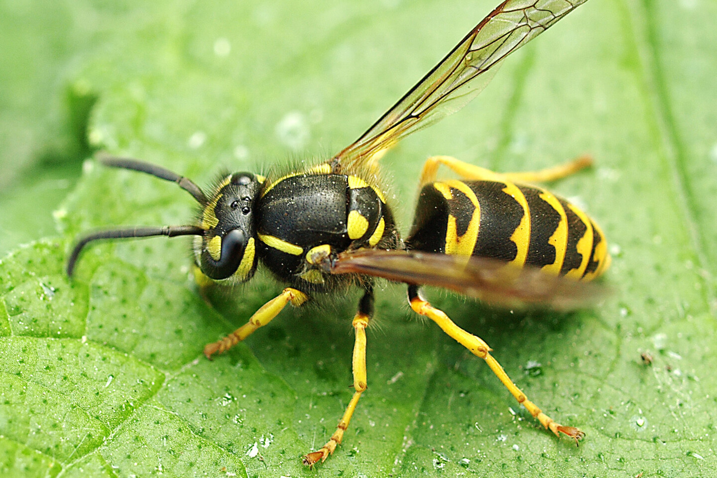 Deutsche Wespe - Foto: Franz-G&uuml;nter Rose – Eine Deutsche Wespe sitzt auf einem Blatt