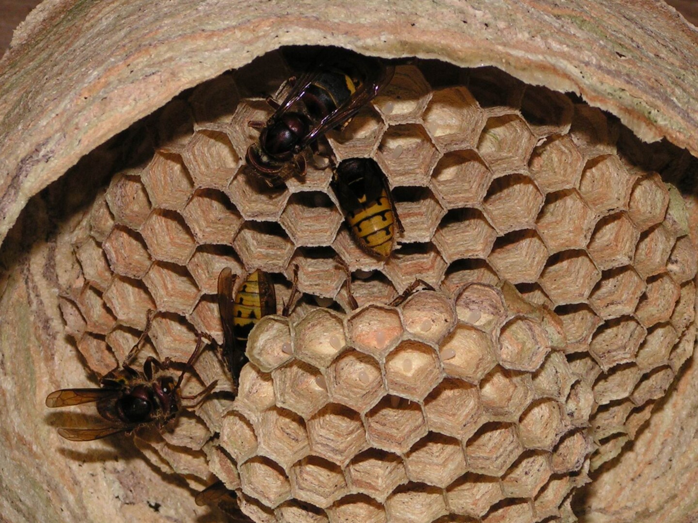 Hornissennest mit einzelnen Eiern in den Waben - Foto: Rainer von Brook – Ein im Bau befindliches Hornissennest mit vielen sichtbaren Waben mit jeweils einem Ei und sich kümmernden Arbeiterinnen