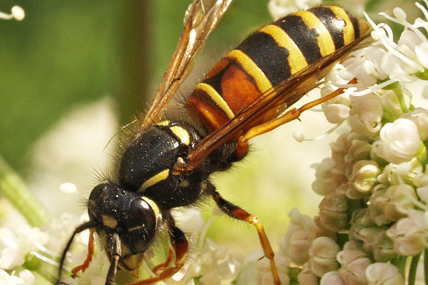 Rote Wespe - Foto: Franz-G&uuml;nter Rose – Eine Rote Wespe auf Blüten
