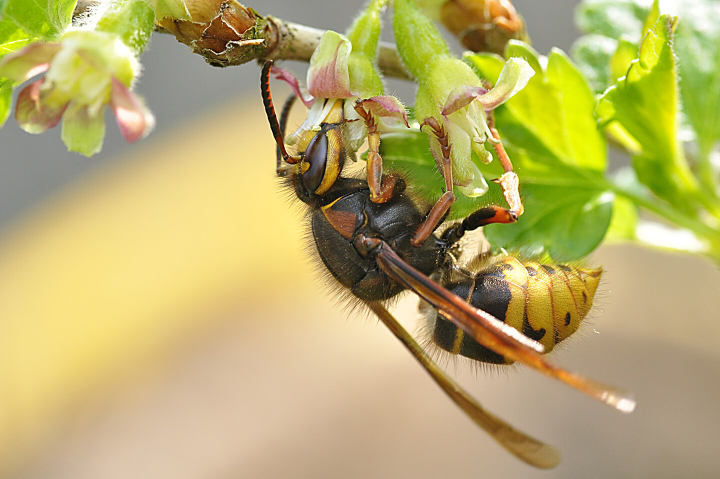 Mittlere Wespe - Foto: Franz-G&uuml;nter Rose – Mittlere Wespe an einer Blüte