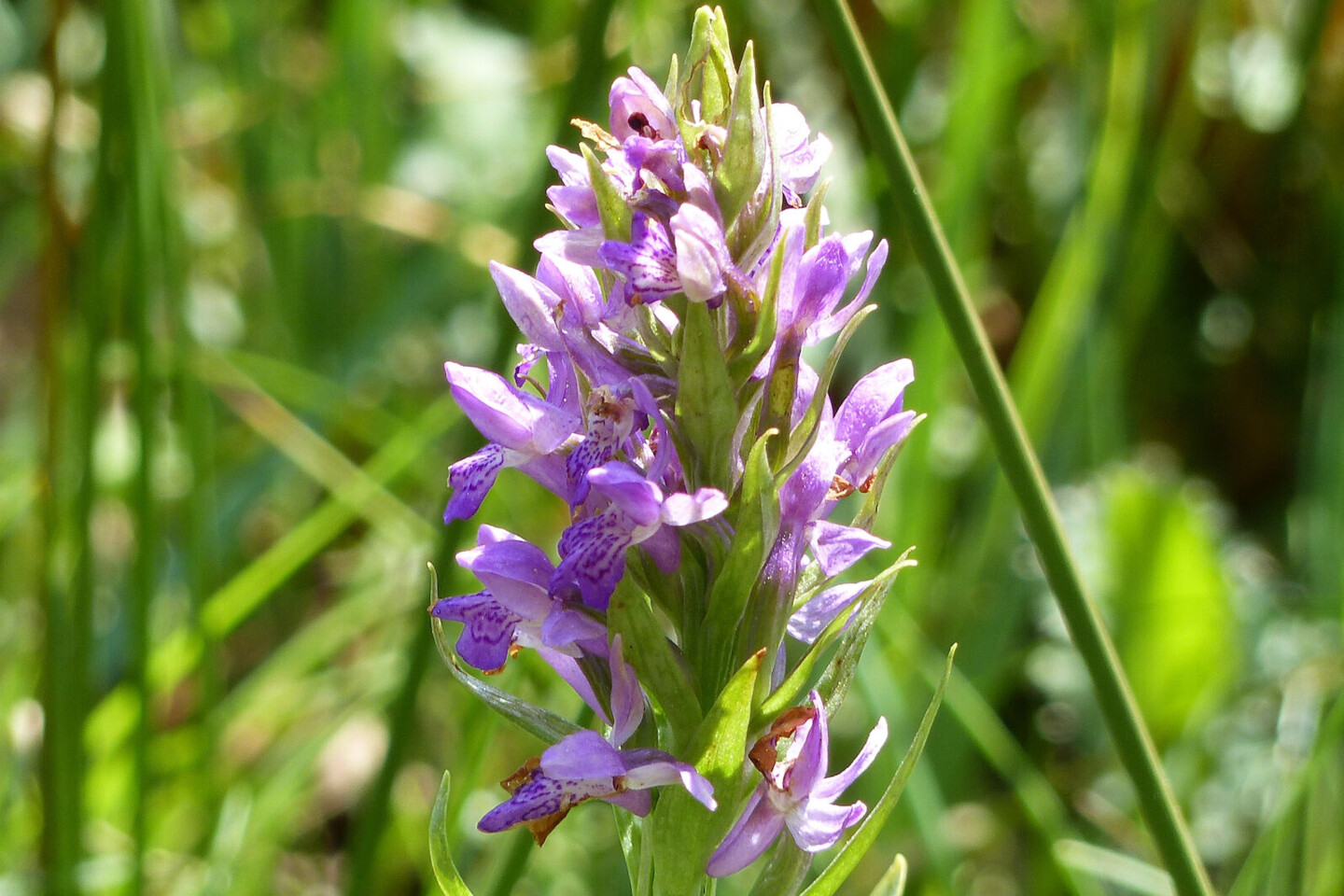 Foto: Linnea Sch&uuml;ch