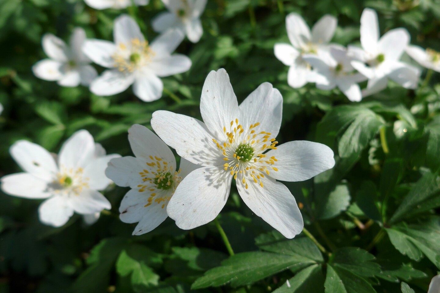 Foto: Janette Hagedoorn-Sch&uuml;ch