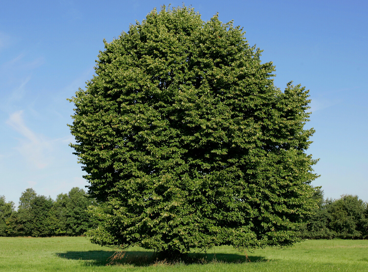 Eine alte, große, belaubte Buche steht auf einer grünen Wiese.
