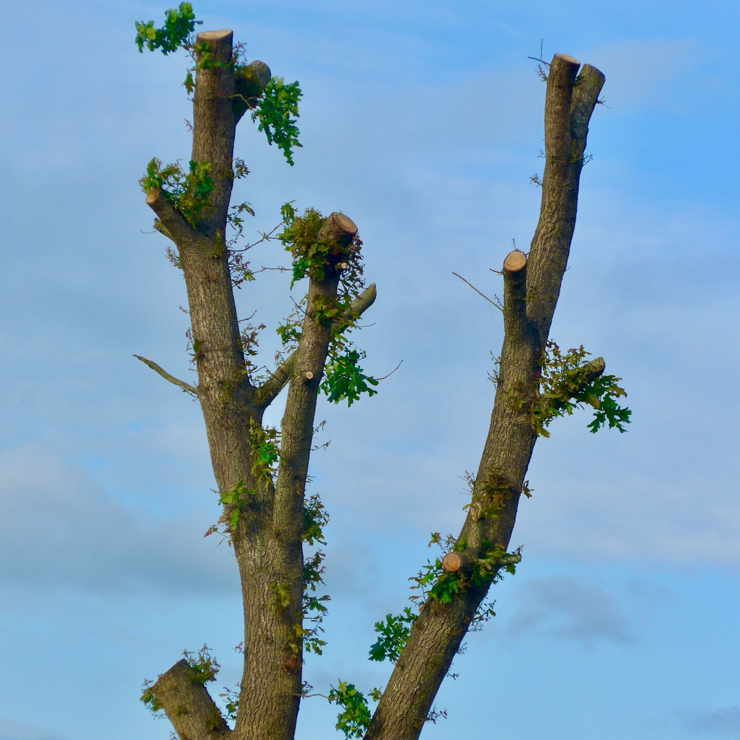 bei der Krone einer Eiche wurde allen dicken Ästen abgesägt, so dass der Baum wir gekappt aussieht. Aus den verbleibenden Ästen wachsen einige Nottriebe mit Blättern. Ansonsten ist der Baum unbelaubt.