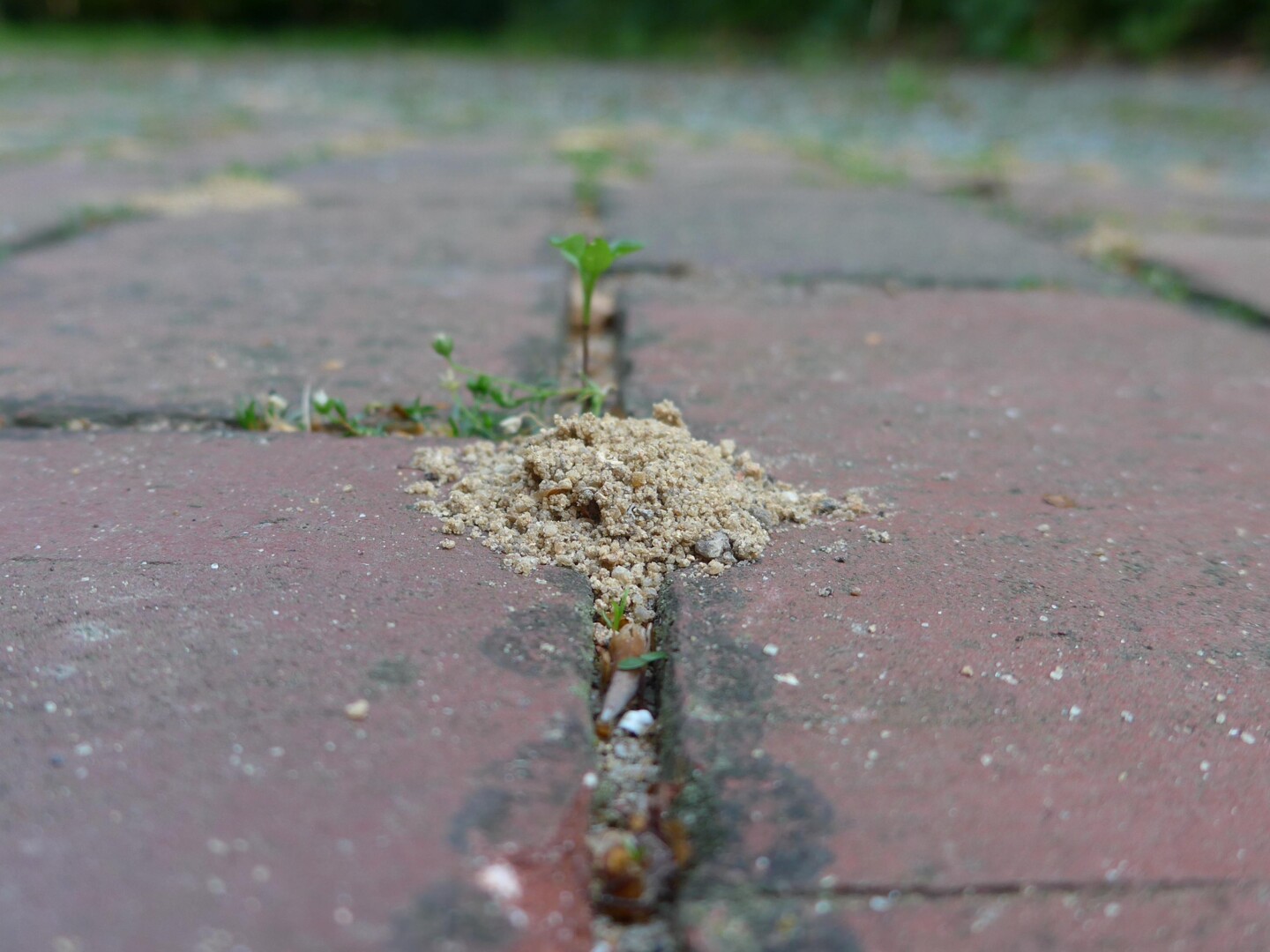 Seitliche Aufnahme einer Pflasterfuge, in der ein Mini-Sandhügel zu sehen ist.