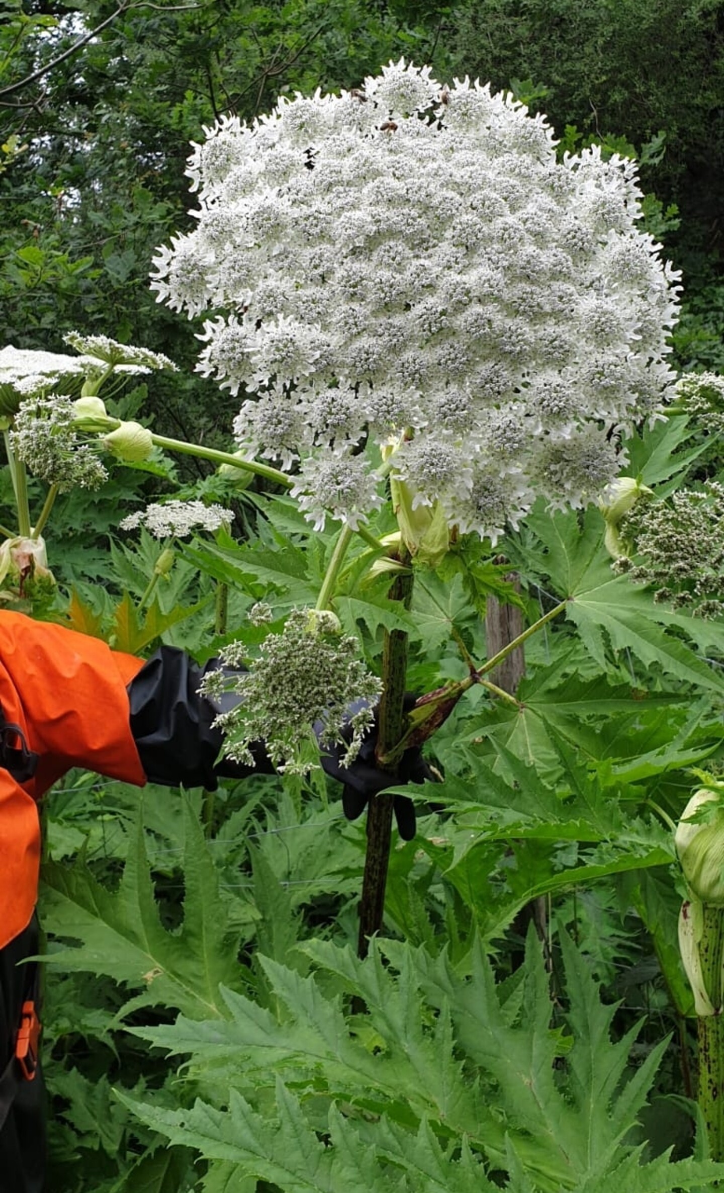 Eine große weiße Blüte des Riesenbärenklaus, bestehend aus vielen Einzelblüten