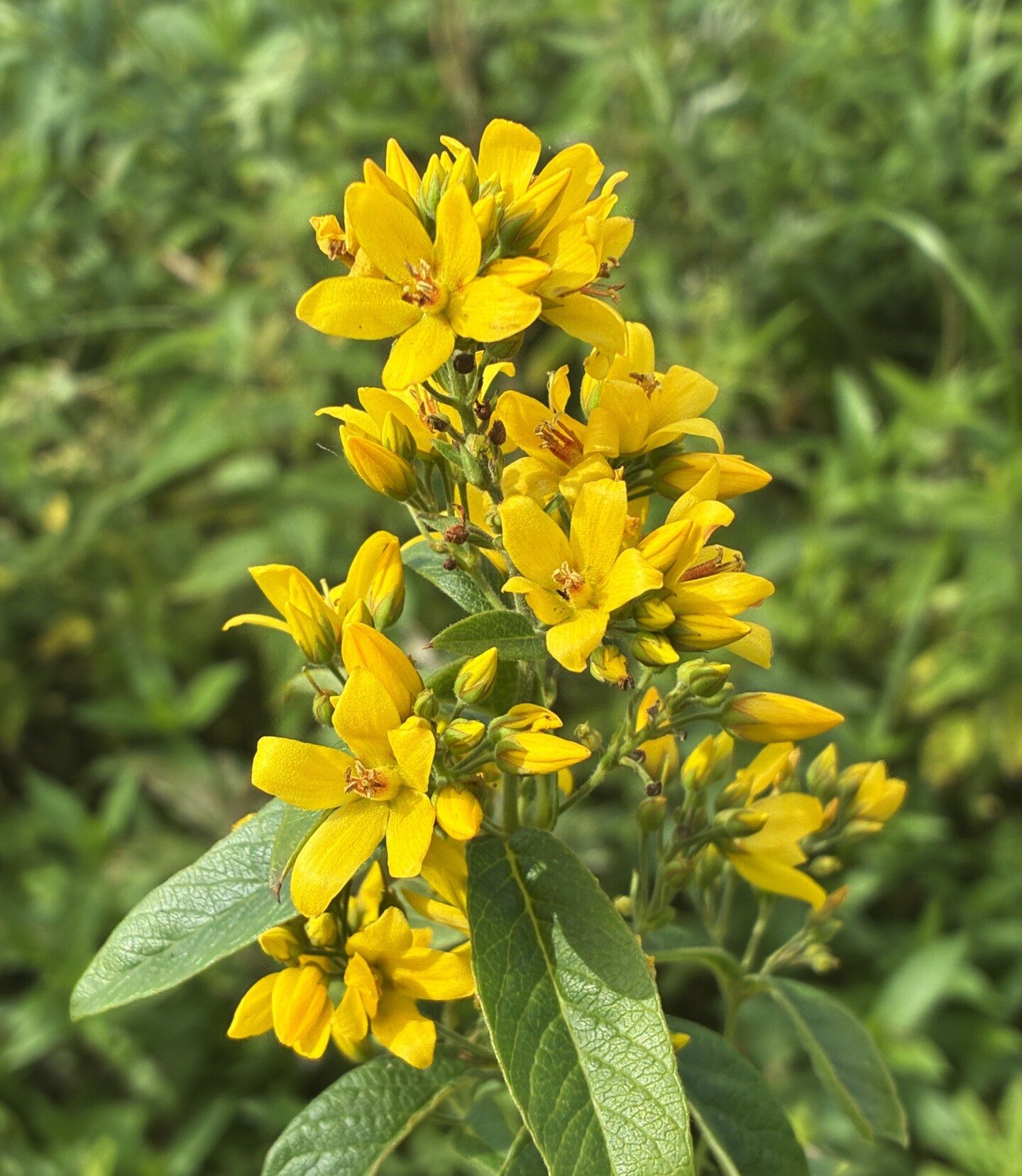 Gilbweiderich hat viele gelbe Blüten