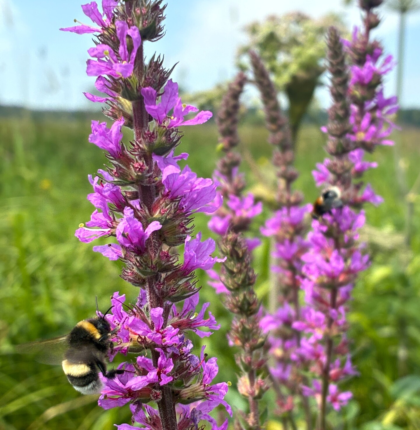 lila Blüten des Blutweiderichs werden von Hummeln besucht