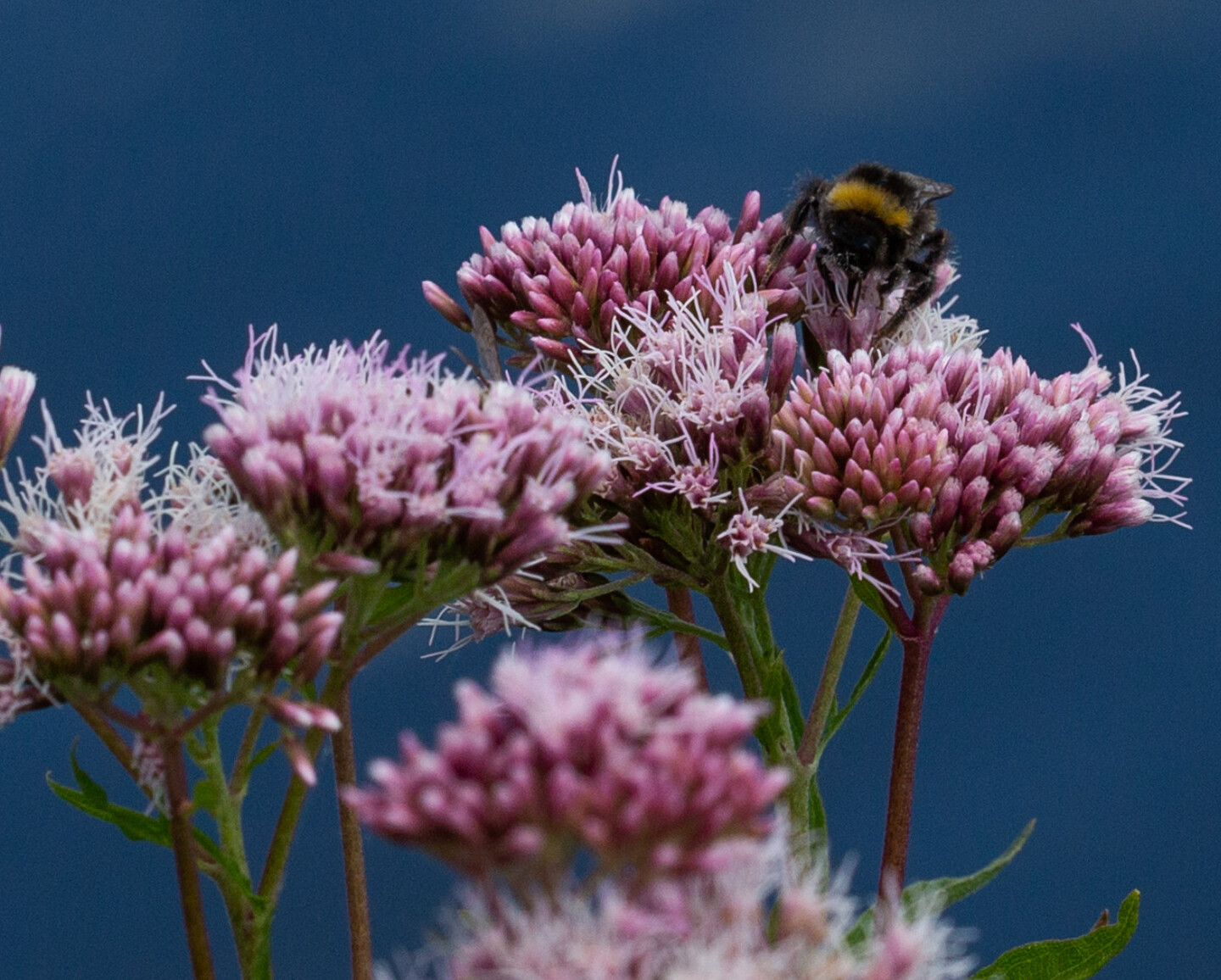 Eine Hummel sitzt auf den rosa Blüten des Wasserdostes
