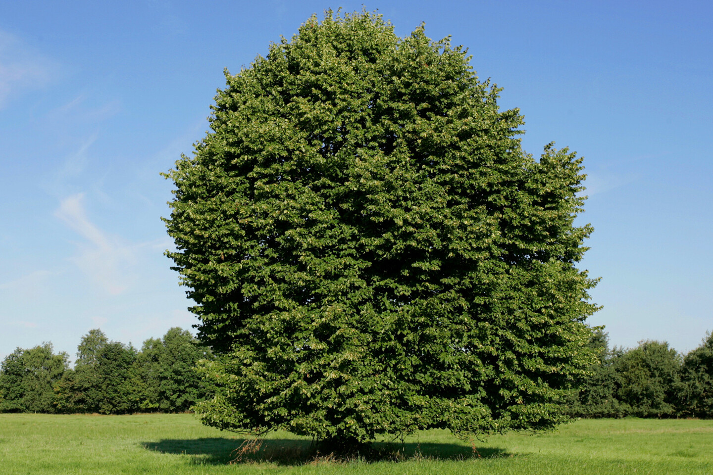 B&auml;ume sind wichtig f&uuml;r den Naturhaushalt. Foto: Hans-Joachim Schaffh&auml;user – Alte Buche auf einer Grünlandfläche