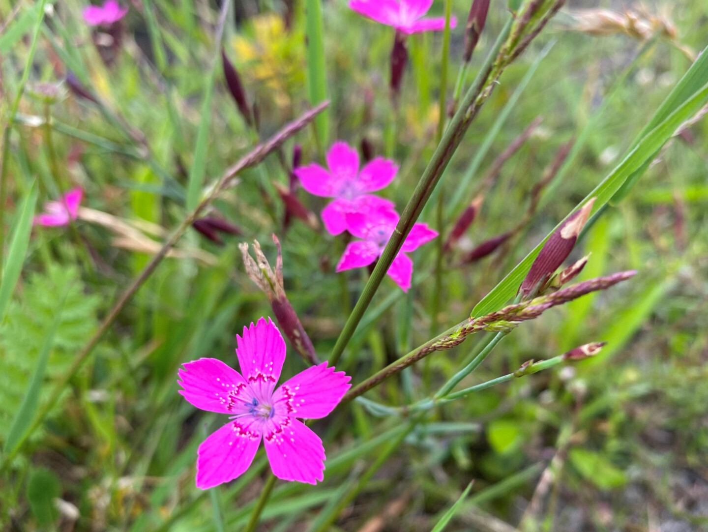 rosa-pinke Blüten einer Heidenelke