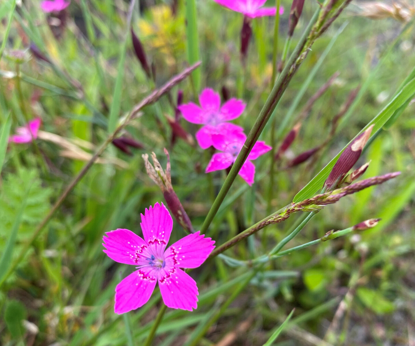 Heidenelke - Foto: Janette Hagedoorn-Sch&uuml;ch – rosa-pinke Blüten einer Heidenelke