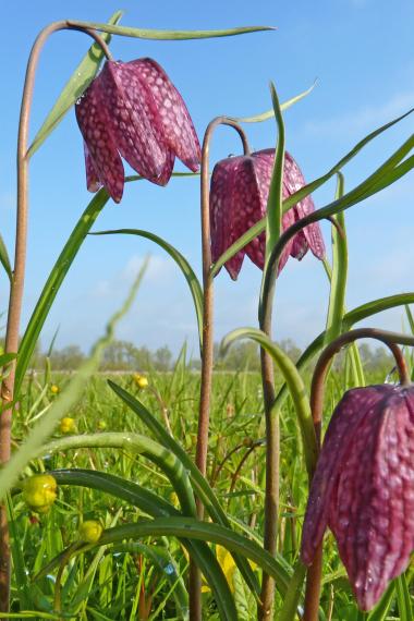 Schachblume (Symbolbild)