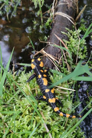 Schutz der Feuersalamander (Symbolbild)