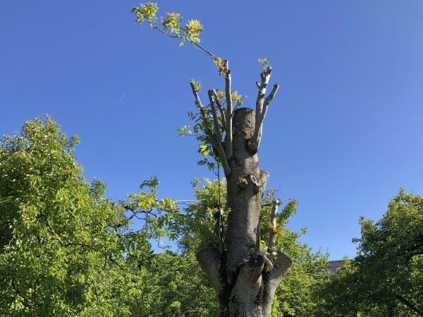 Baumkappungen – oft unsachgemäß und schädlich (Symbolbild)