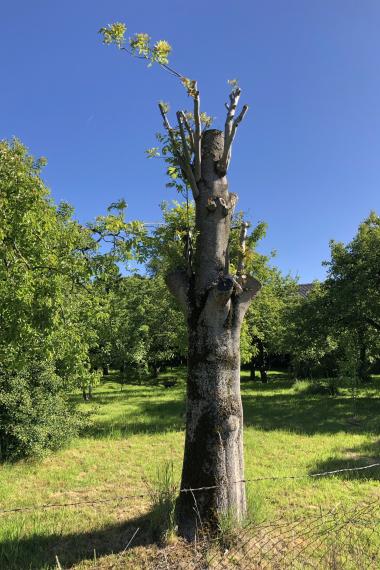 Baumkappungen – oft unsachgemäß und schädlich (Symbolbild)