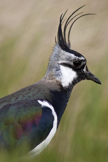 Kiebitze (Symbolbild)