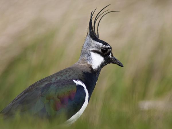 Kiebitze (Symbolbild)