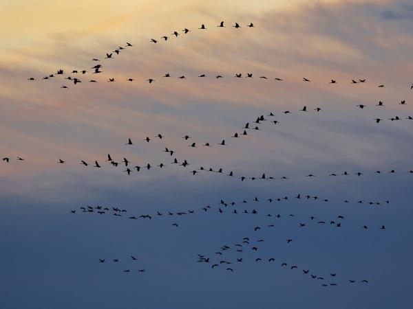 Test mit Bild (Symbolbild)