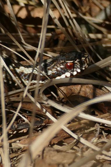 Kreuzotter ist Reptil des Jahres 2024 (Symbolbild)