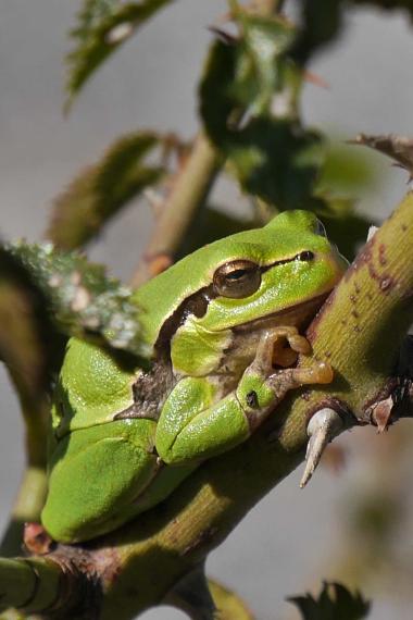 Laubfrösche schützen – Einladung zum Informationsabend (Symbolbild)