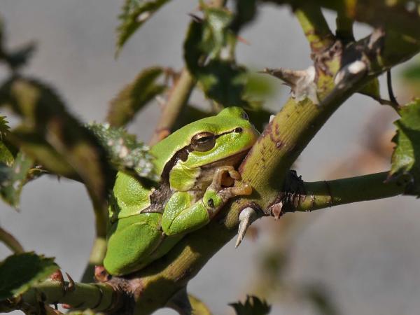 Laubfrösche schützen – Einladung zum Informationsabend (Symbolbild)