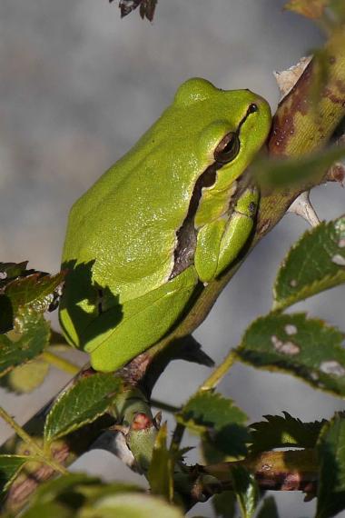 Laubfrosch schützen (Symbolbild)