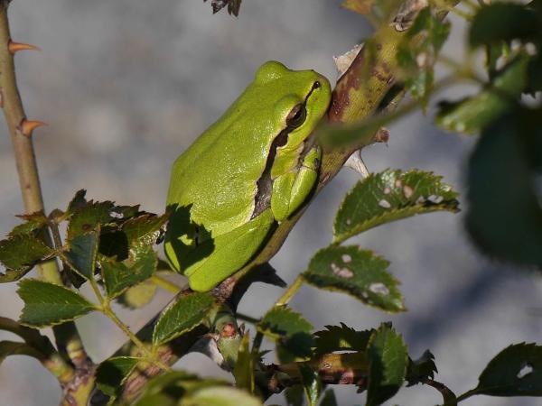 Laubfrosch schützen (Symbolbild)