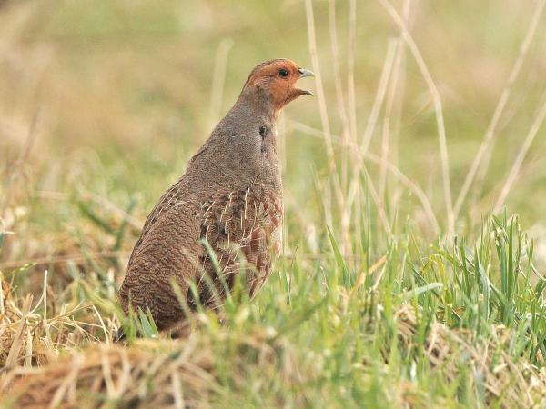 Jetzt balzen die Rebhühner (Symbolbild)