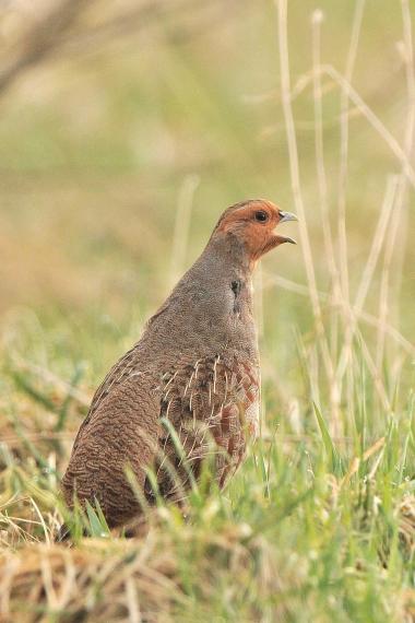 Jetzt balzen die Rebhühner (Symbolbild)