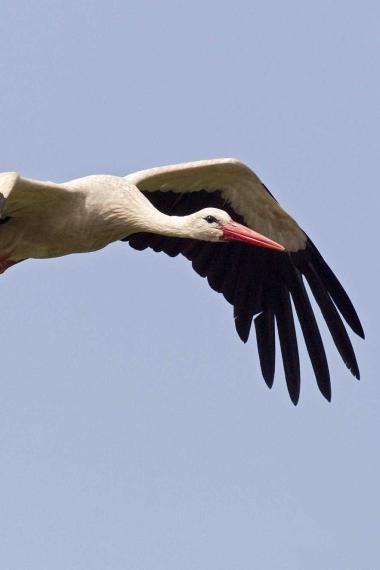 Die ersten Weißstörche sind zurück (Symbolbild)