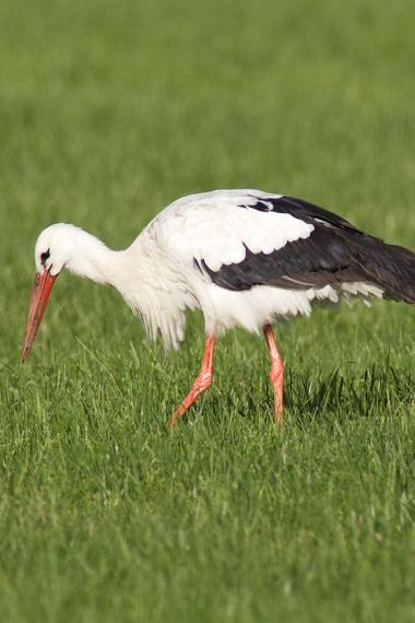 Weißstorch (Symbolbild)