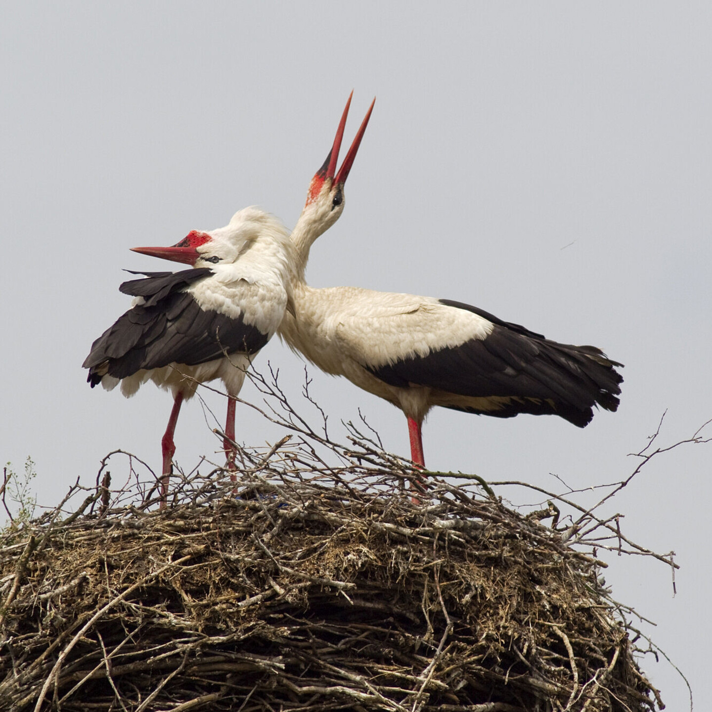 Foto: Hans-Joachim Schaffh&auml;user