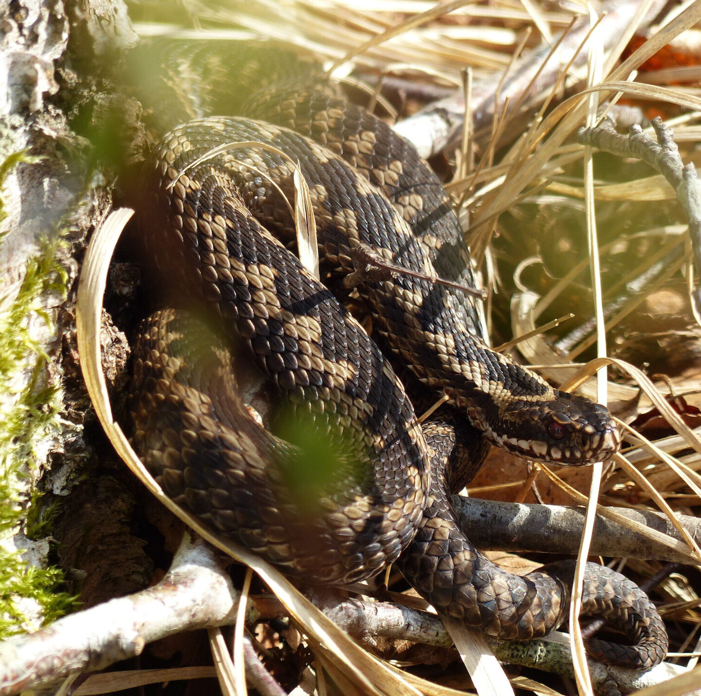 Kreuzotter beim Sonnenbaden. Foto: Linnea Sch&uuml;ch – Kreuzotter beim Sonnenbaden.