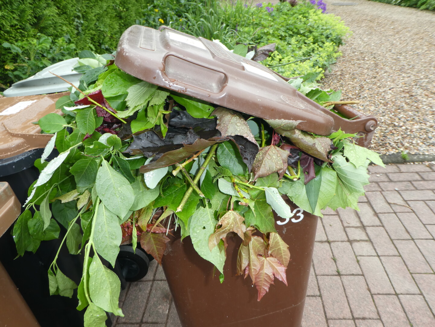 Mit Grünschnitt überfüllte Biotonne