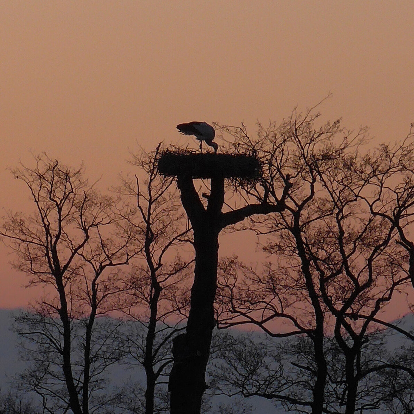 Storch in einem Baumnest (Foto: Janette Hagedoorn-Sch&uuml;ch)