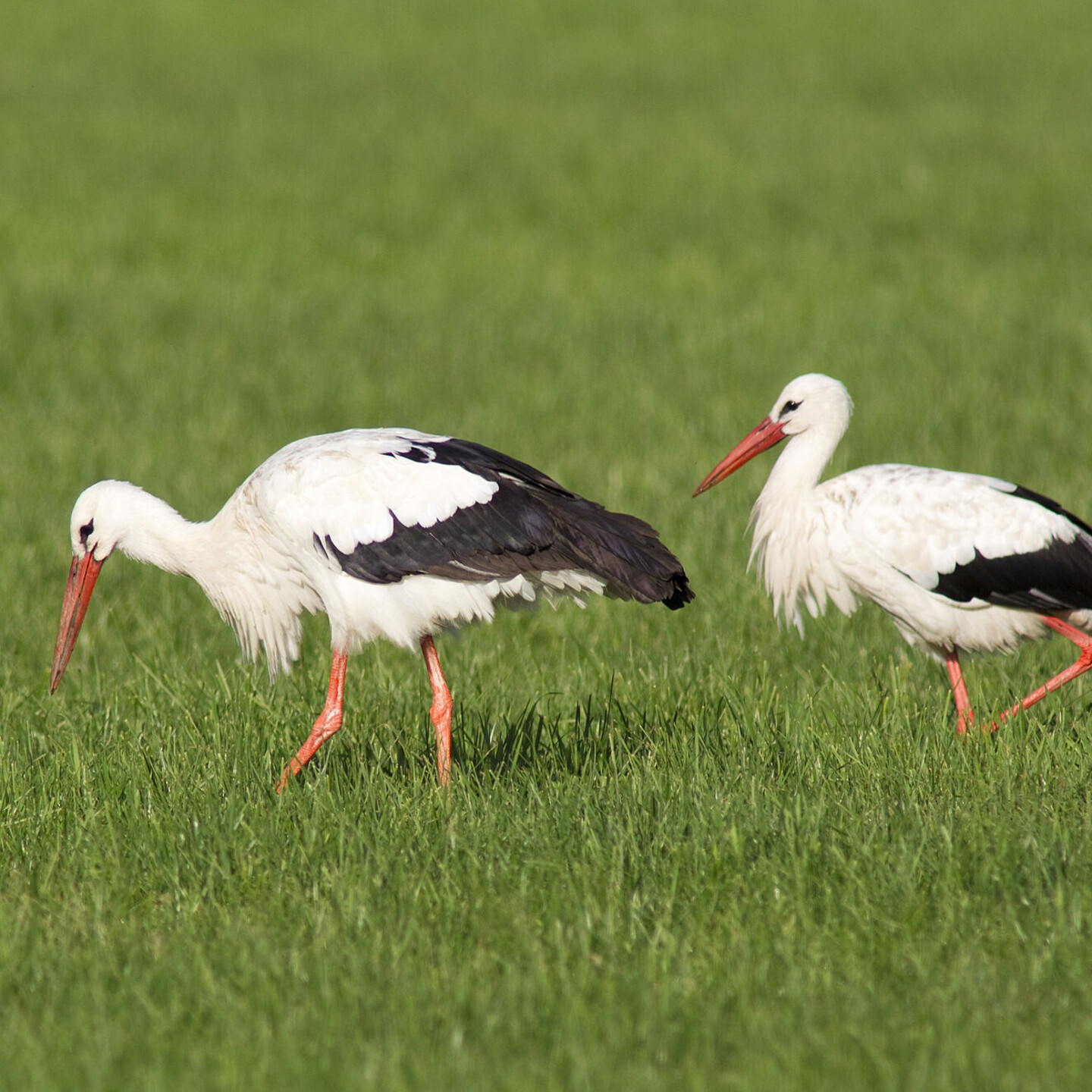 Auf feuchten Gr&uuml;nlandfl&auml;chen finden die St&ouml;rche ausreichend Nahrung . (Foto: H.-J. Schaffh&auml;user)